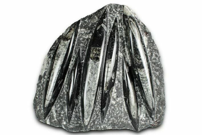 Polished Fossil Orthoceras (Cephalopod) Plate - Morocco #352976